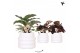 Calathea mix Kolibri Greens Calathea mix in Bubble pot white1 pp 