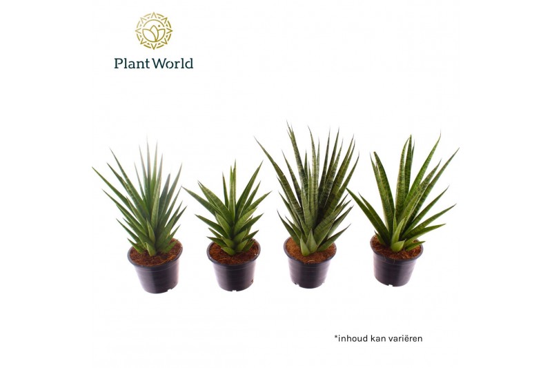 Sansevieria cylindrica Sansevieria mix P14 