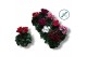 Cyclamen pers. super serie compact Cyclaam-XL-MIX 17 cm diameter diver 