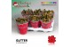 Kalanchoe secret Kalanchoe Moments - Red with glitter - kerst 3 pp 25  