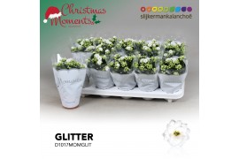 Kalanchoe skydive Kalanchoe Moments - White with glitter - kerst 1 pp 