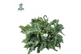 Phlebodium aureum davana Phlebodium Davana hangpot - Air So Pure