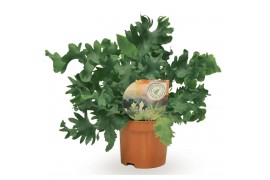 Phlebodium aureum davana Phlebodium Davana