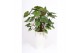 Homelamena rubescens maggy Homalomena Maggy in Santorini pot "wit" 