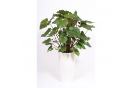 Homelamena rubescens maggy Homalomena Maggy in Santorini pot "wit"