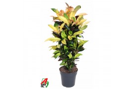 Codiaeum variegatum mrs iceton Codiaeum Mrs Iceton vertakt P27pp