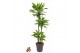 Dracaena fragr. golden coast Dracaena Gold Coast 90-60-30-15pp 