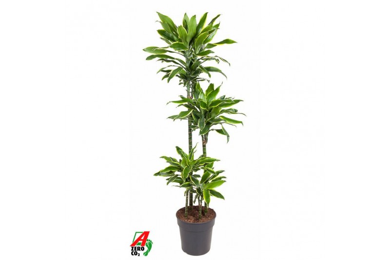 Dracaena fragr. golden coast Dracaena Gold Coast 90-60-30-15pp 