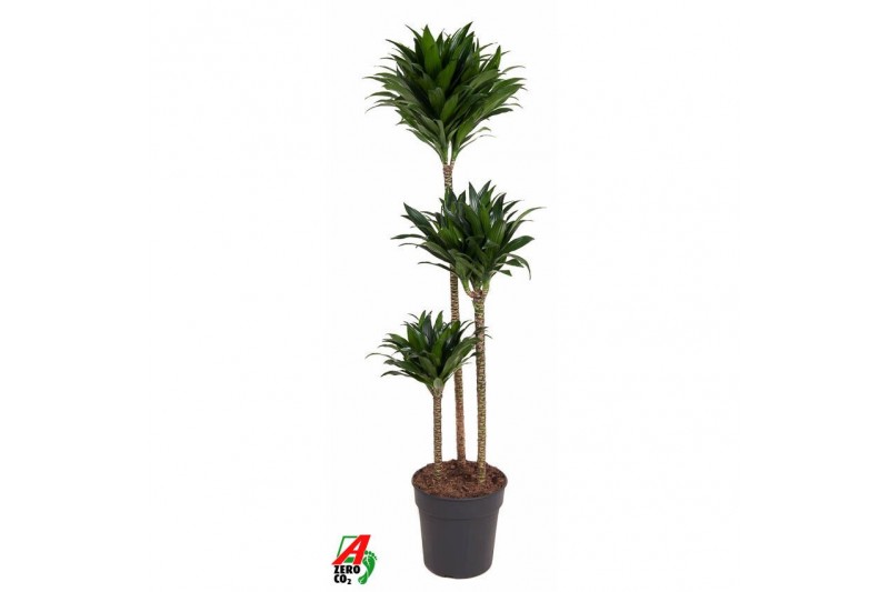 Dracaena fragr. compacta Dracaena Compacta 90-60-30pp 