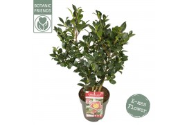 Camellia sasanqua Camellia sas. Yuletide Premium25 bl.