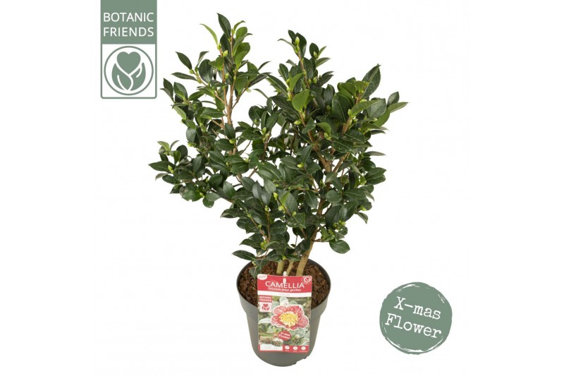 Camellia sasanqua Camellia sas. Yuletide Premium25 bl. 