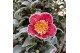 Camellia sasanqua Camellia sas. Yuletide Premium25 bl. 