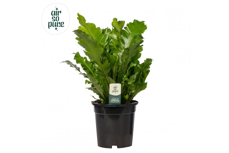 Asplenium nidus campio Asplenium Campio - Air So Pure 