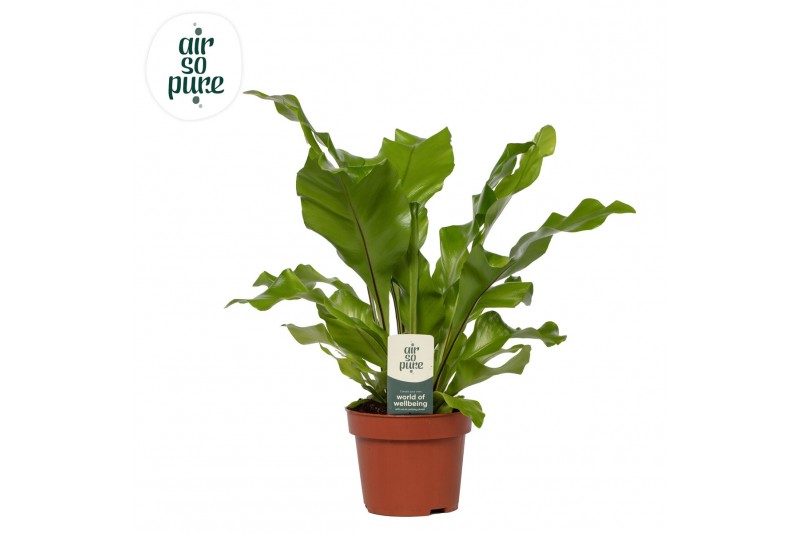 Asplenium nidus Asplenium nidus - Air So Pure 