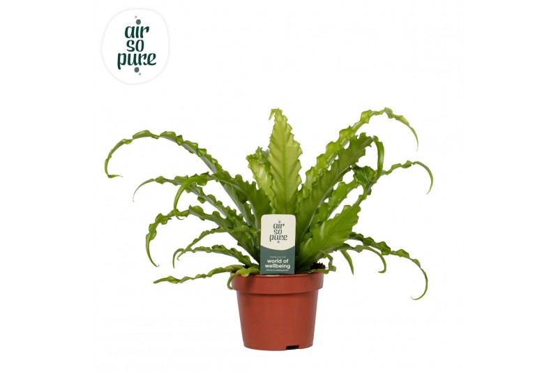 Asplenium antiquum osaka Asplenium Osaka - Air So Pure 