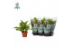 Blechnum silver lady Blechnum Silver Lady - Air So Pure 