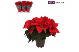 Euphorbia pul. christmas eve Poinsettia 14cm christmas eve 6+6 bl.