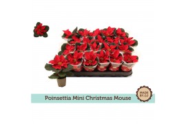 Euphorbia pul. christmas mouse Euph. Poinsettia Mini Christmas Mouse i