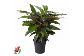 Calathea rufibarba wavestar Calathea Wavestar1 pp zonder bloem bl.