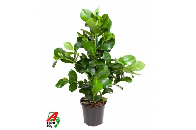 Clusia rosea Clusia Rosea 3PP P243 pp 