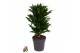 Dracaena fragr. compacta Dracaena Compacta vertakt P21pp 