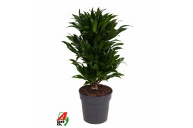 Dracaena fragr. compacta Dracaena Compacta vertakt P21pp