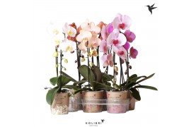 Phalaenopsis elegant cascade Kolibri Orchids Cascade Niagara Fall mix 