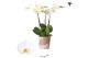Phalaenopsis anthura madrid Kolibri Orchids Phalaenopsis Jewel Ghent 3 