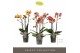 Phalaenopsis multiflora oranje Exclusivo Gold Mix 3 spikebl.  tak/plnt 