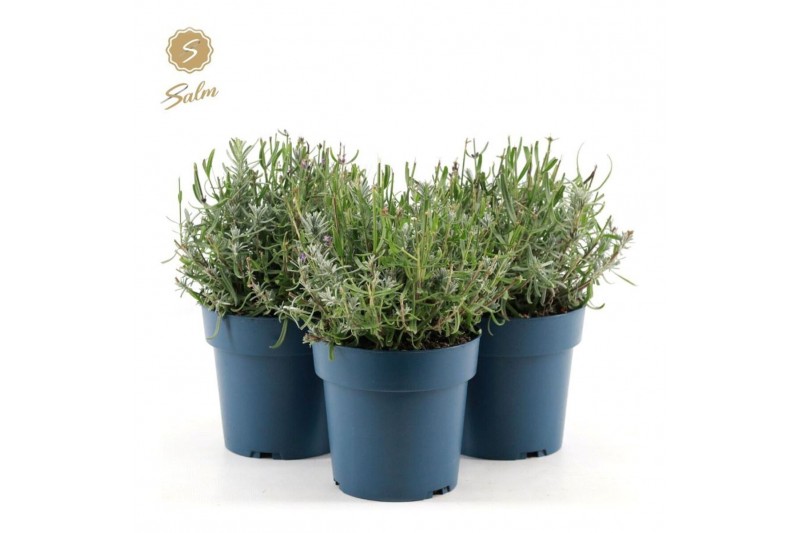 Lavandula angustifolia felice Lavandula ang. Felice® Collection P15 