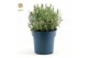 Lavandula angustifolia felice Lavandula ang. Felice® Collection P15 