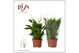 Spathiphyllum chopin 8+ - Blanco Hoes