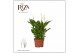 Spathiphyllum chopin 8+ 