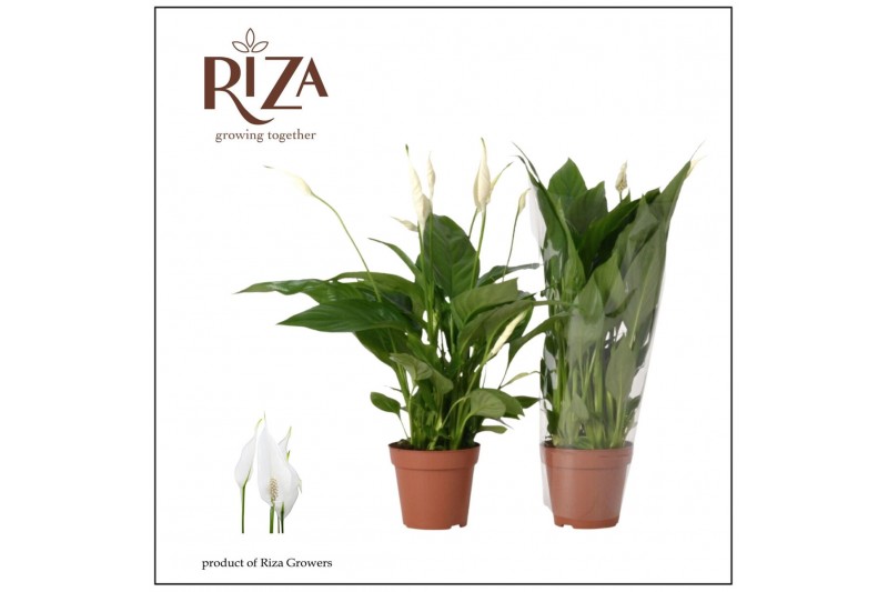 Spathiphyllum torelli 3+ - Blanco 