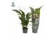 Spathiphyllum strauss 3+ - Air So Pure 