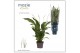 Spathiphyllum strauss 3+ - Ultimo 