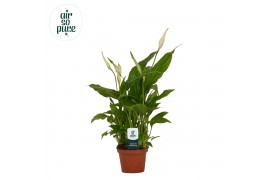Spathiphyllum chopin Spathiphyllum 6,5 cm Chopin Air So Pure2 bl.