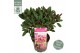 Rhododendron Rhododendron Wine & Roses ® 