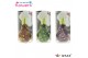 Hippeastrum gewaxt No Water Flowers® Galaxy Polaris Mix in Koker2 tak/ 