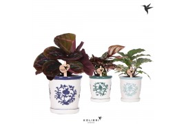 Calathea mix Kolibri Greens Calathea mix in Malaga pot blue mix1 pp