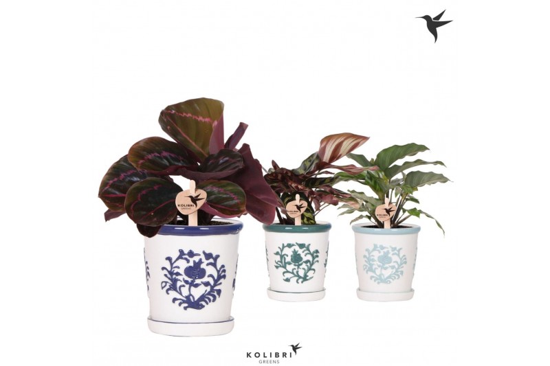 Calathea mix Kolibri Greens Calathea mix in Malaga pot blue mix1 pp 