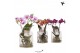 Phalaenopsis mix Kolibri Orchids Phalaenopsis Roots mix in glas stolp  