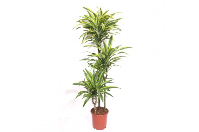 Dracaena fragr. der. lemon lime Dracaena Lemon Lime3 pp 