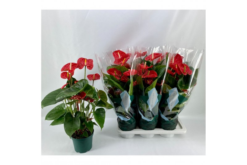 Anthurium andr. madural Basic Anthurium Madural 17cm 5 bl. 
