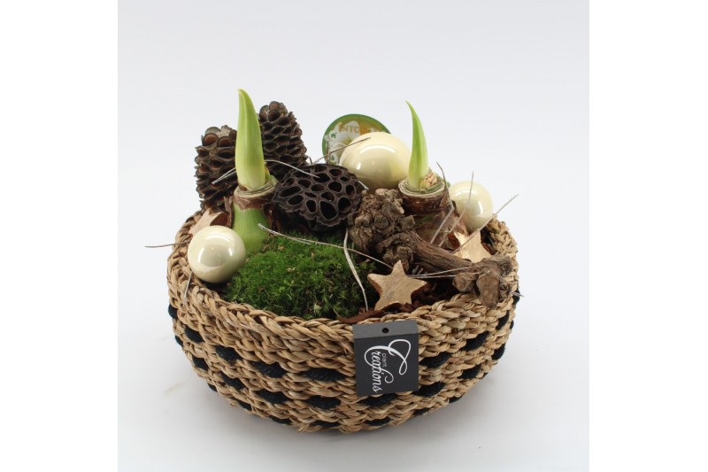 Arrangementen hippeastrum HICR-2522W Kerst Amaryllis 2 pp 