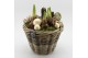 Arrangementen hippeastrum HICR-2527W Kerst Amaryllis 3 pp 