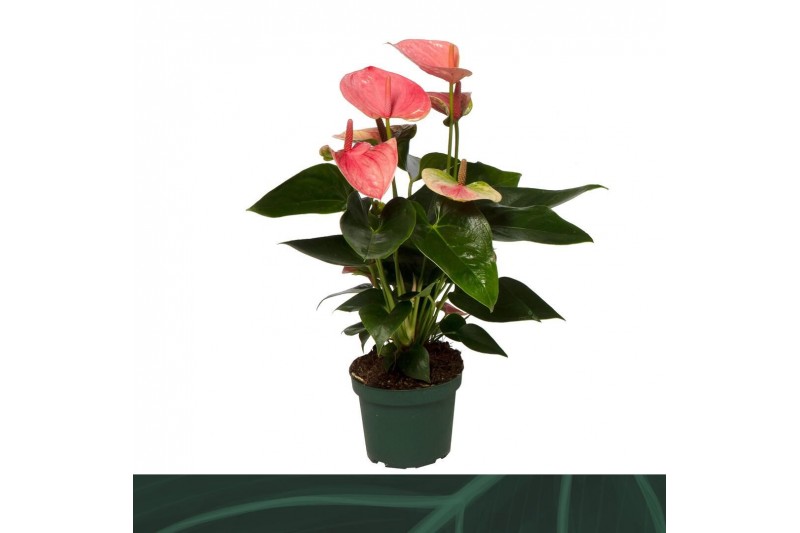 Anthurium andr. sweet dream Anthurium Sweet Dream 12cmbl. 