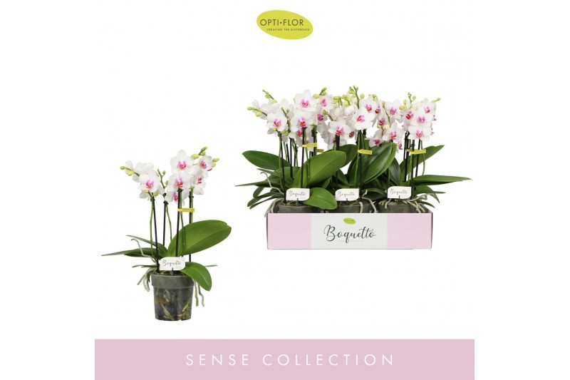 Phalaenopsis multiflora wit Boquetto Passione 3-5 spike30 bl. 3 tak/pl 