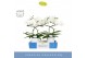 Phalaenopsis anthura madrid Balletto Wing 2 spike in Molise White Aquo 