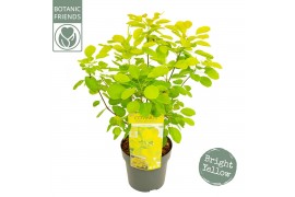 Cotinus coggygria Cotinus cog. Golden Lady ®